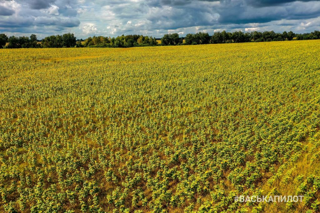 Посмотрите, какое поле подсолнухов есть недалеко от Бреста