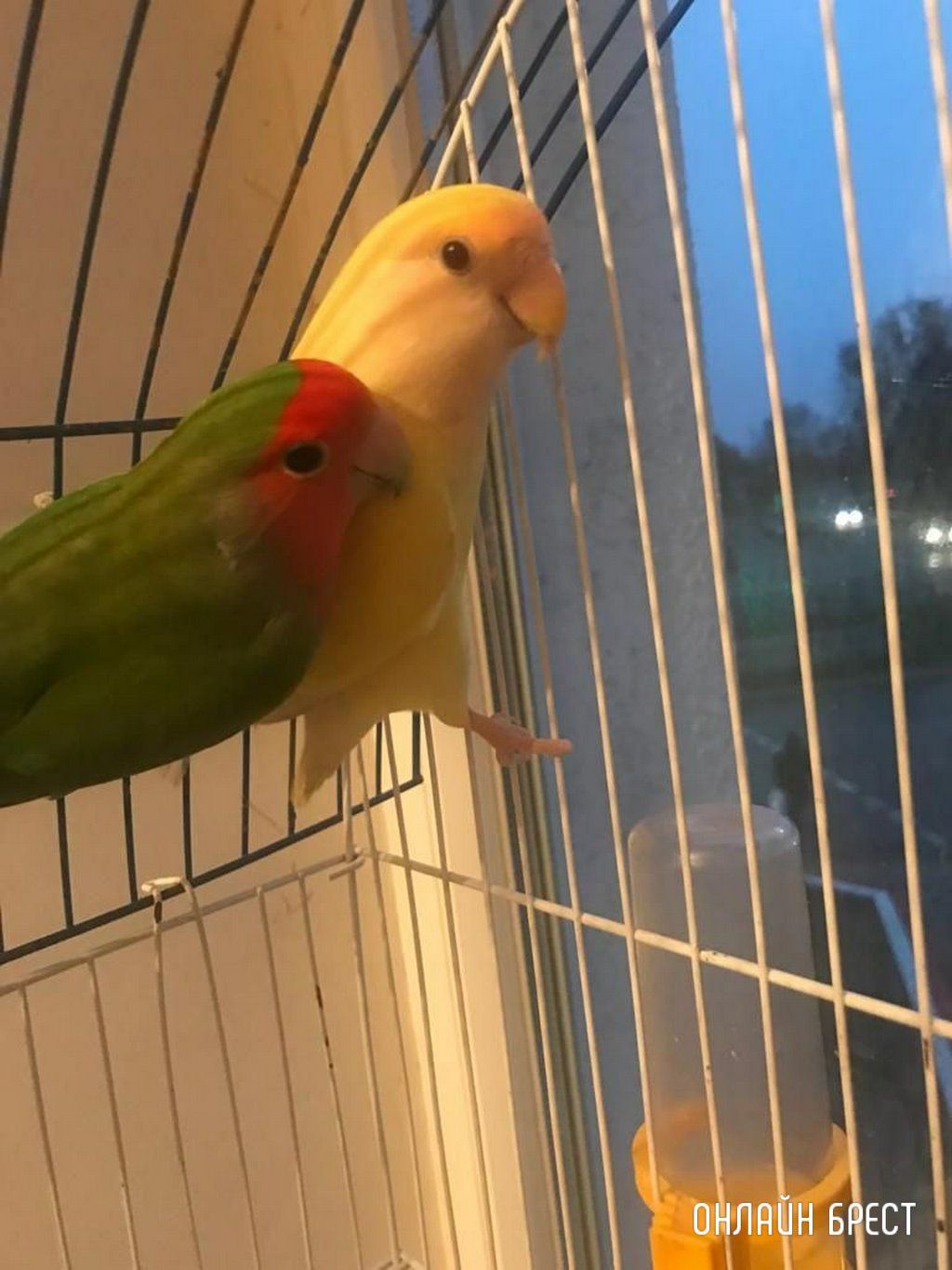 История такая: вылетел на улицу один из попугаев-неразлучников. Больше часа в его поимке мне помогал один дядя