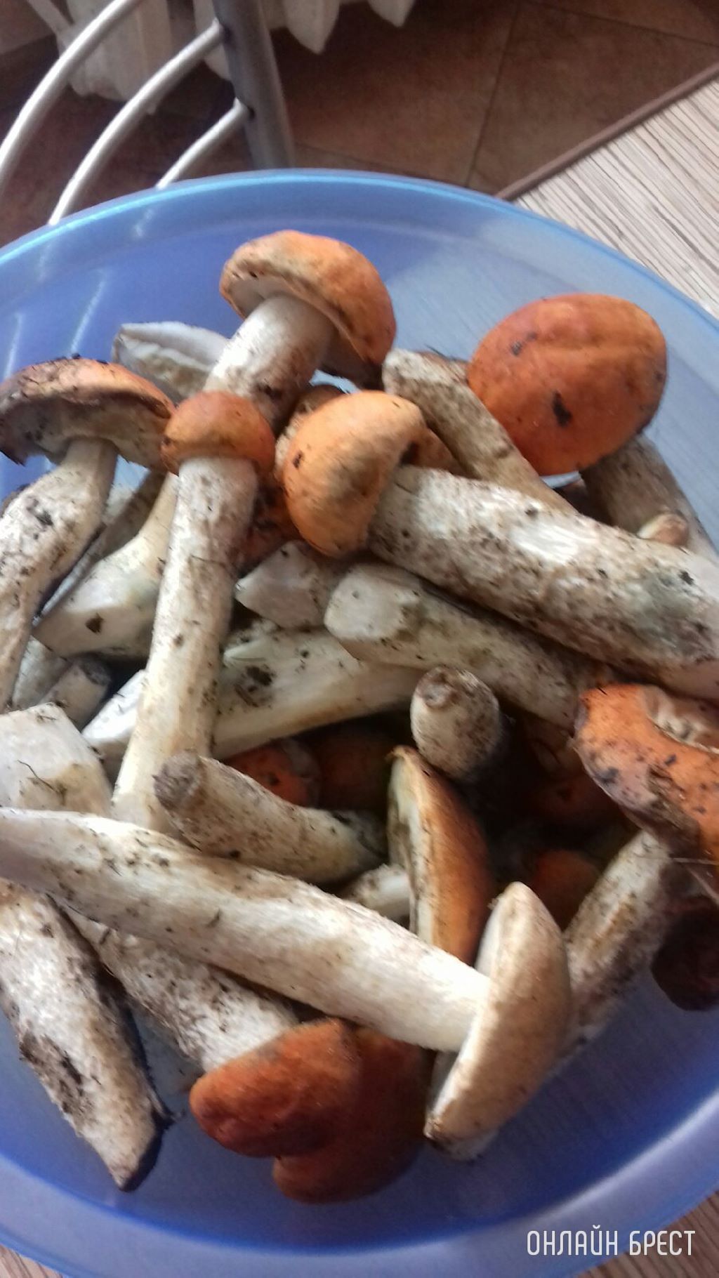 Читатели продолжают делиться фотографиями «грибной охоты»