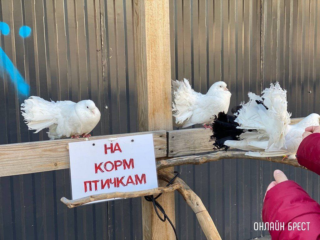 Читатель: Голуби-павлины на Советской в Бресте