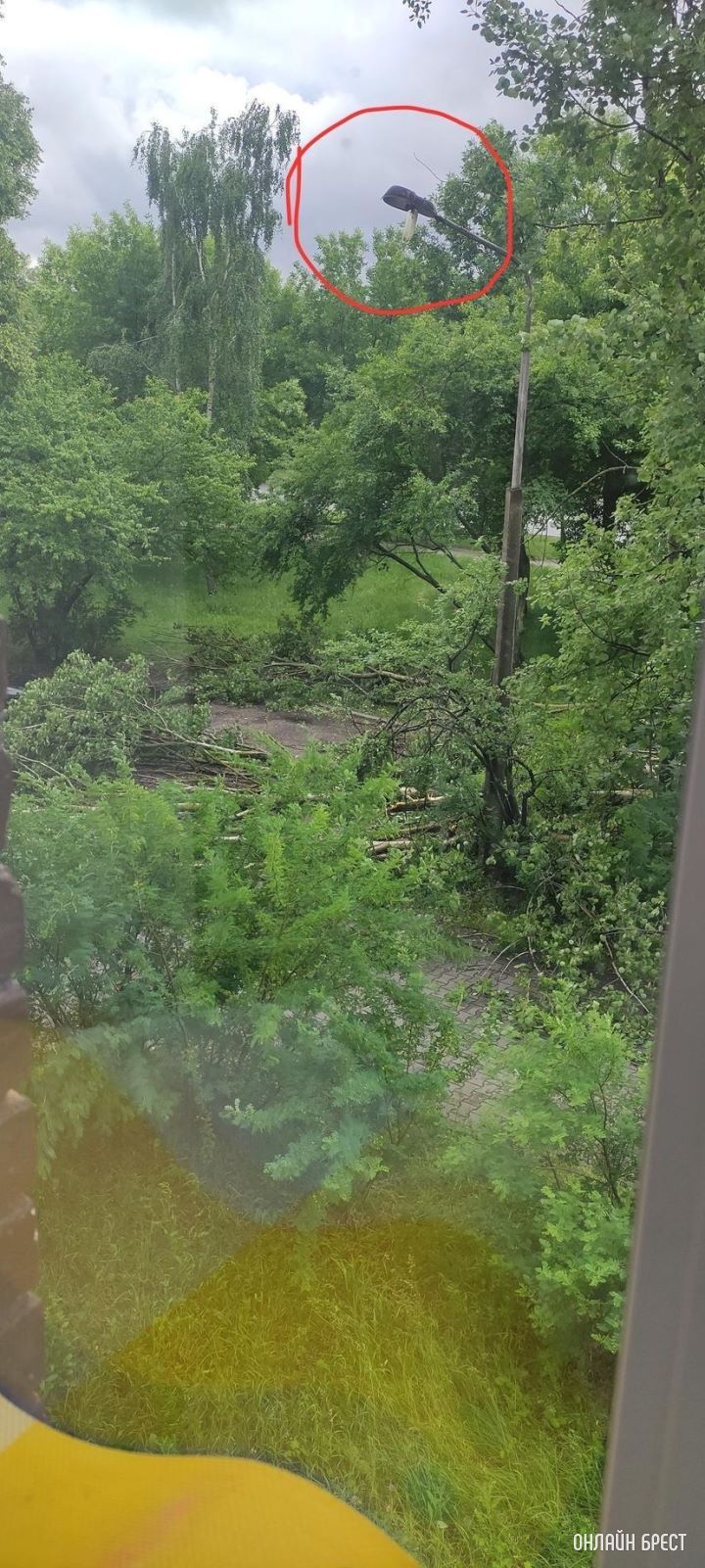 Брест ул. Молодогвардейская 2. За домом раньше стояли машины, теперь лежат деревья