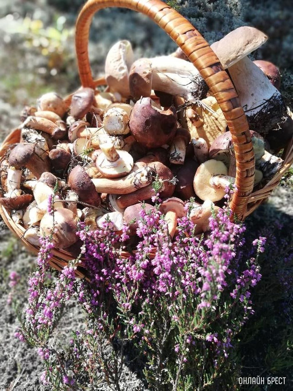 Грибной «улов» наших читателей