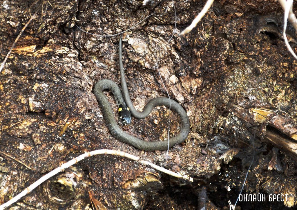 Читатель: Ужики проснулись. Фотографии сделаны возле Брестской крепости