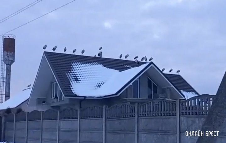 Читатель: Посмотрите, сколько аистов. Кому-то счастье привалило :)