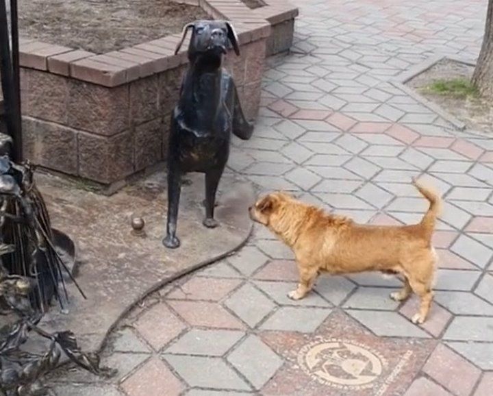 Читательница: Думала, что моей собачки уже нет. Но сегодня увидела видео, на котором был мой потерявшийся любимец