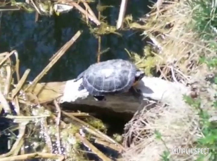 Брестский гребной канал - это не только излюбленное место бобров, но ещё и очень задумчивых черепах :)