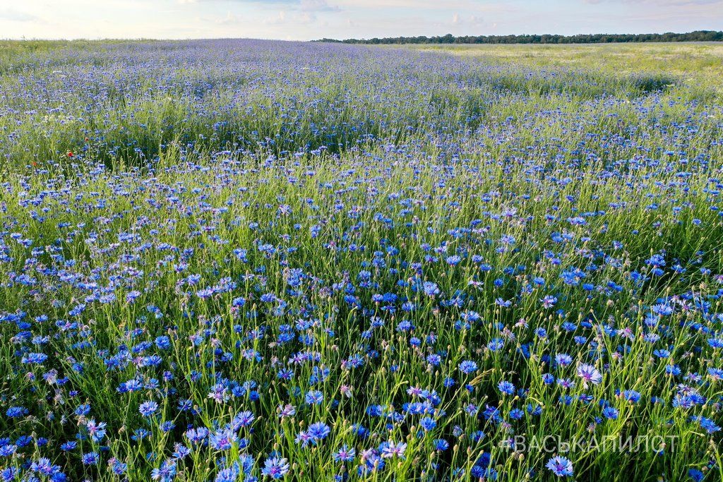 Читатель: Красивое поле Васильков под Брестом