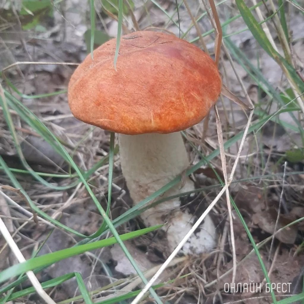 Читатель: Сегодня открыл грибной сезон :) Кобринский район