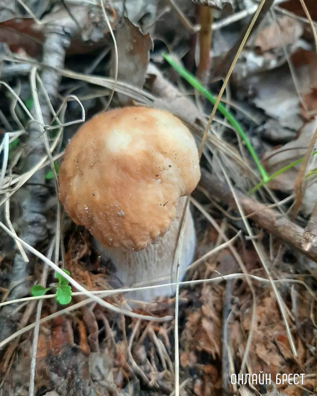 Читатель: Это всё за сегодня! Брестская область, Кобринский район