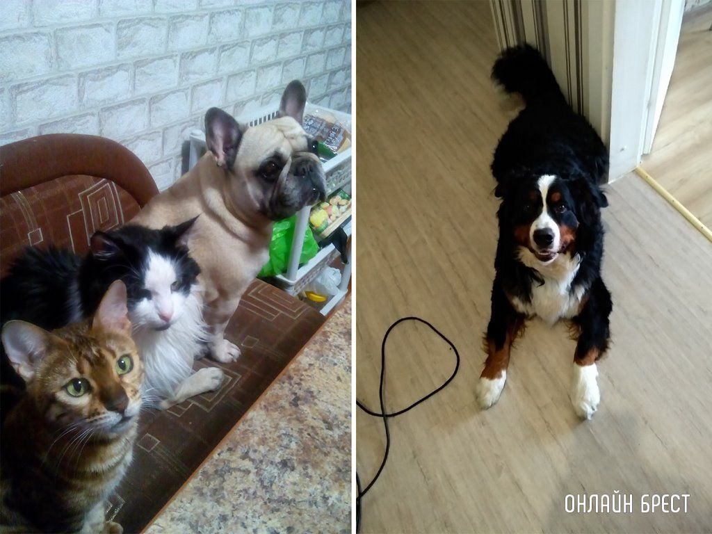 Читатели делятся фотографиями своих любимцев