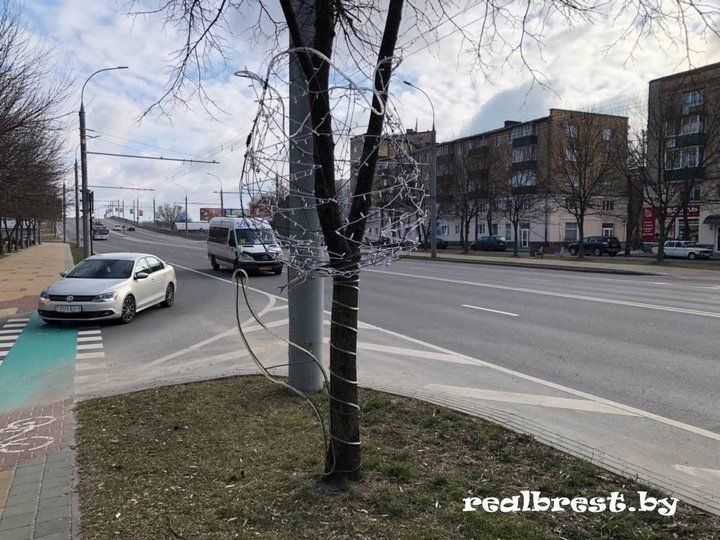 Аллею из светодиодных тюльпанов установили в Бресте