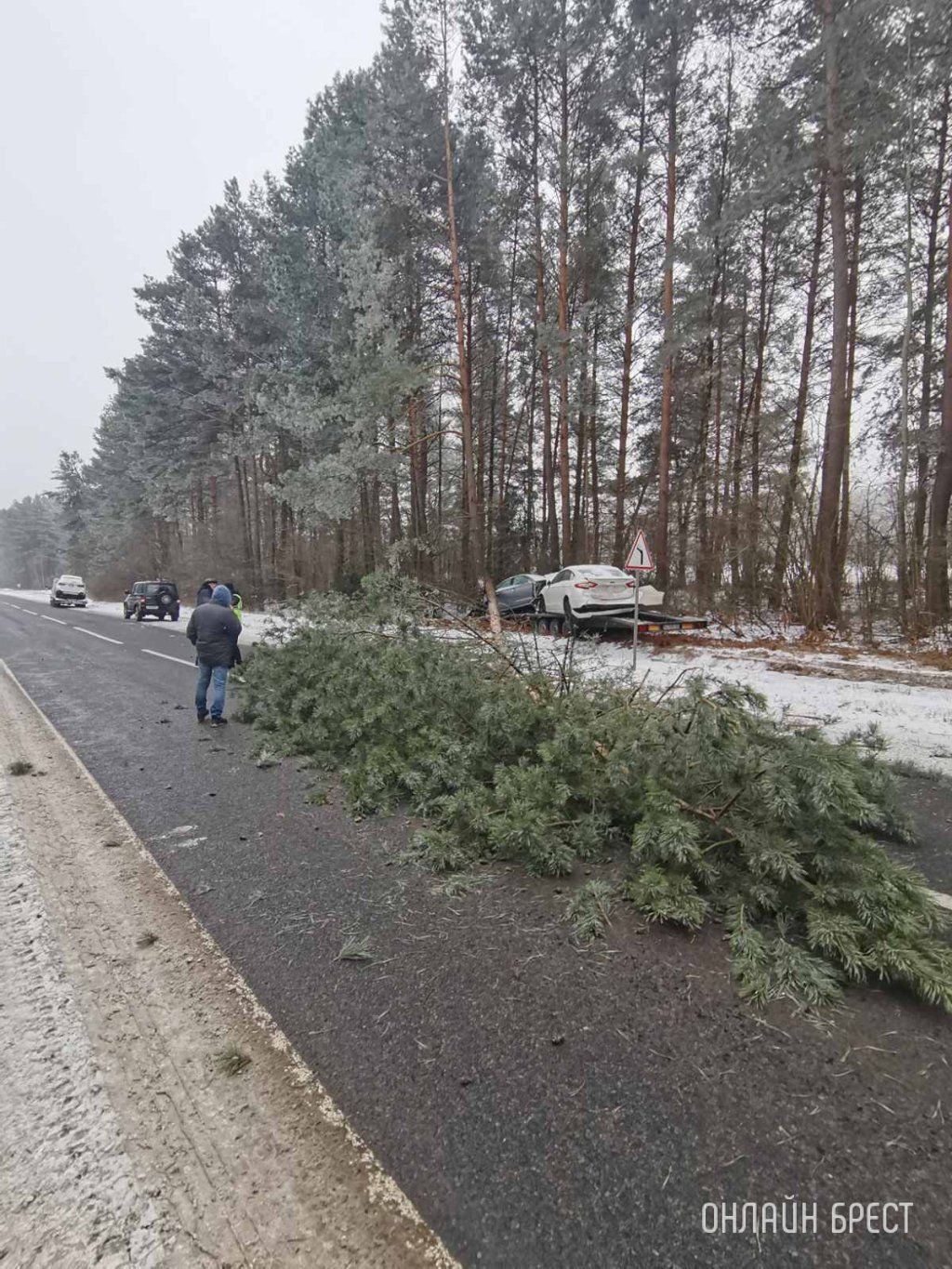 Очевидец: Брестская область. Под Ружанами прицеп, на котором были два автомобиля, съехал с дороги и врезался в дерево