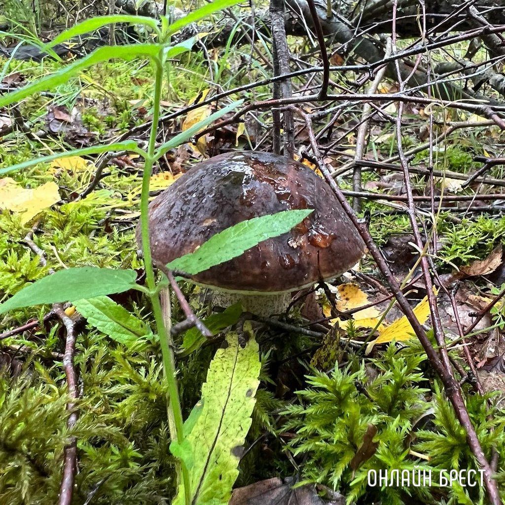Читатель: Грибная «охота» удалась :)