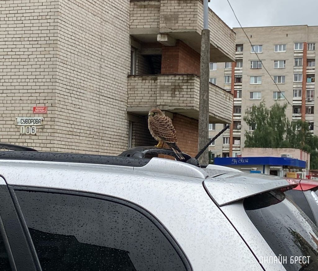 Вот такую птицу удалось увидеть в Бресте. Что за она?