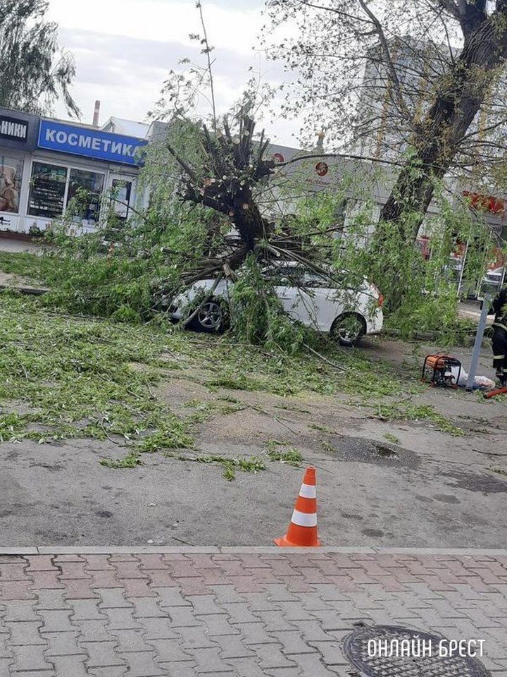 Читатель: В Бресте возле ЦУМа на автомобиль упало дерево