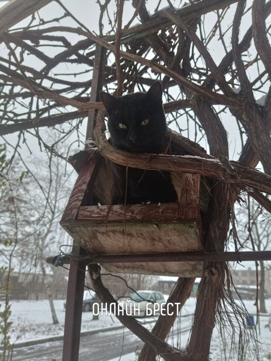 Читатель: Птицы улетели, коты залетели :)