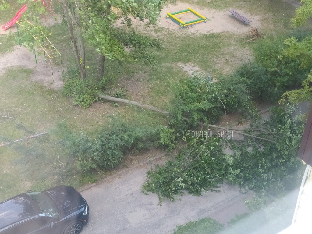 Читатель: Брест, Партизанский проспект. Упало дерево