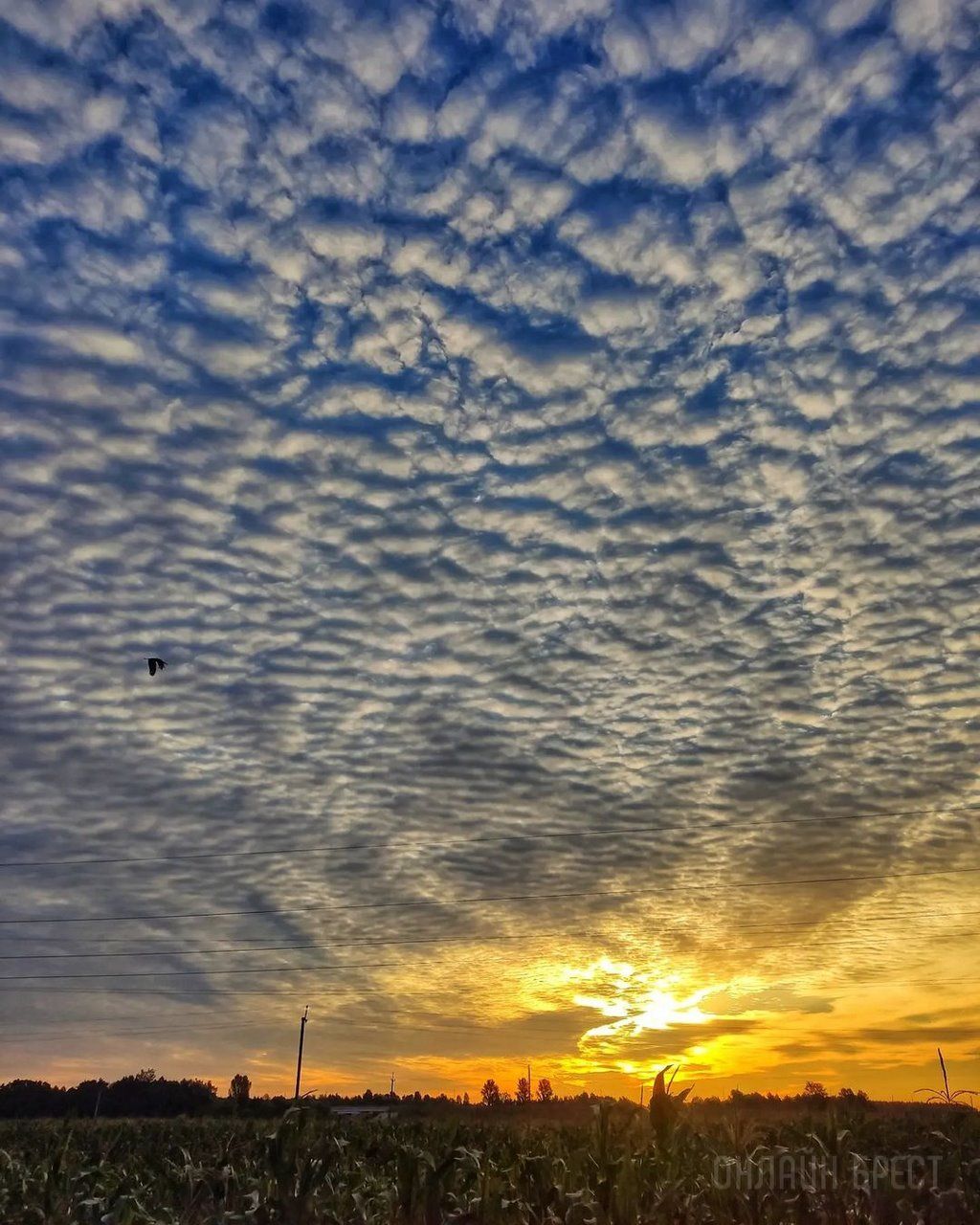 Читатель: Красивый рассвет в Жабинке