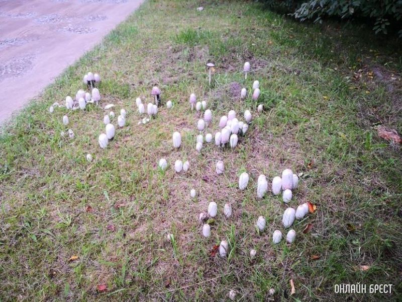 Интересная поляна грибов высыпалась на обочине возле дороги на Красном дворе. Интересно, что это за гриб?