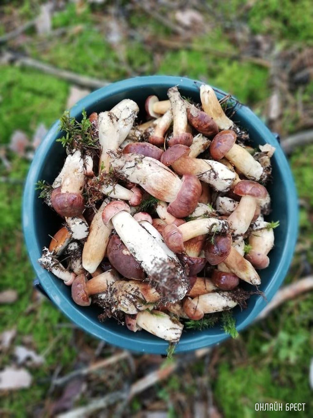 Грибной «улов» наших читателей