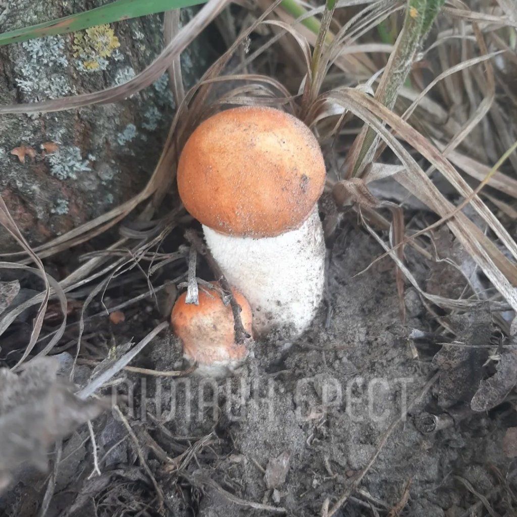 Читатель: Вот так сходили мы по грибы. Кобринский и Жабинковский район