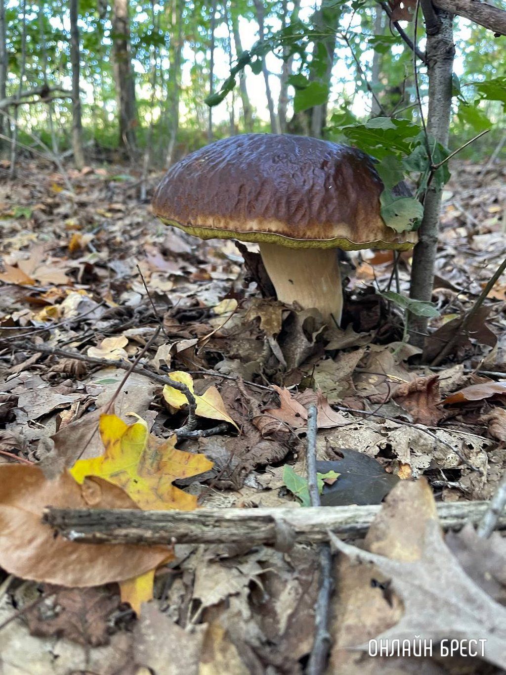 Брестчанин: Сходил в Бельгии в лес за грибами и вот что получилось :)