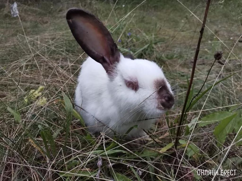 В Бресте в районе парке воинов-интернационалистов, кто-то оставил 2-ух кроликов. Или это не кролики?