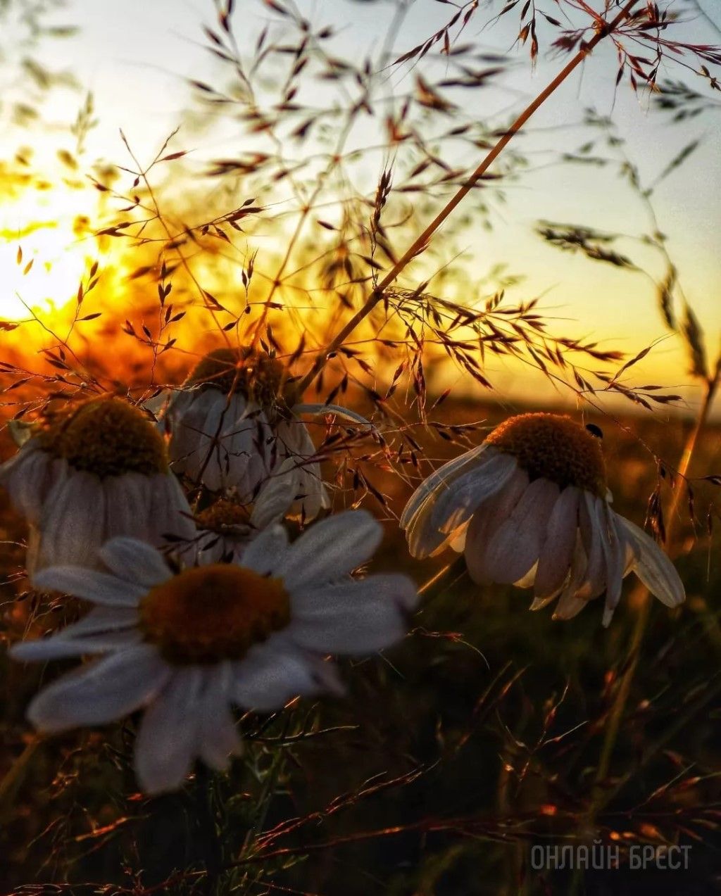 Читательница: Немного природы в ленту. Закат на фоне ромашек