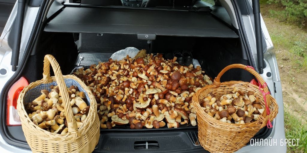 Посмотрите, сколько грибов насобирал житель Бреста