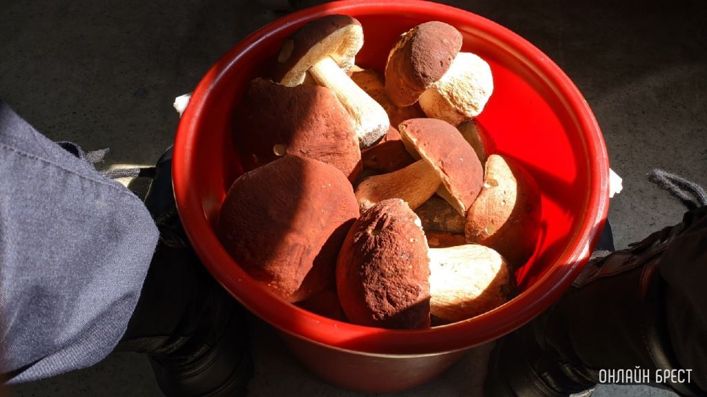 Читатели продолжают делиться фотографиями «грибной охоты»