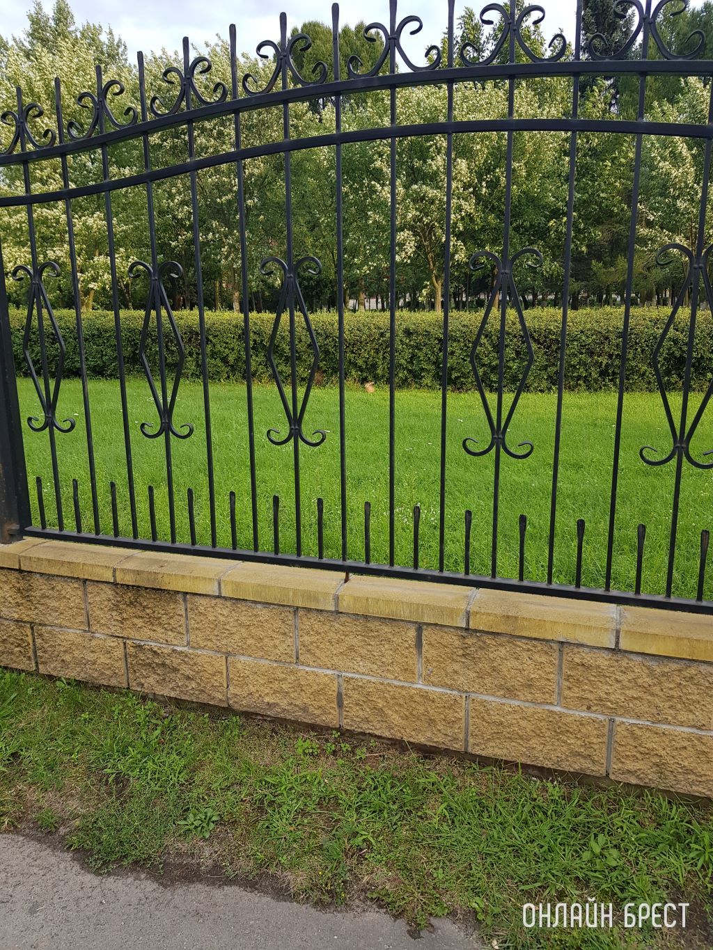 Возле Брестского государственного технического университета живёт заяц