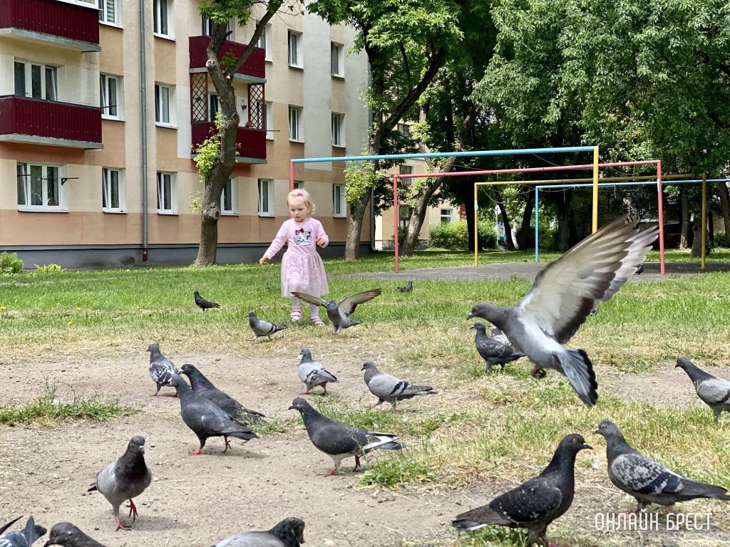 Дети и голуби. Дворы Бреста