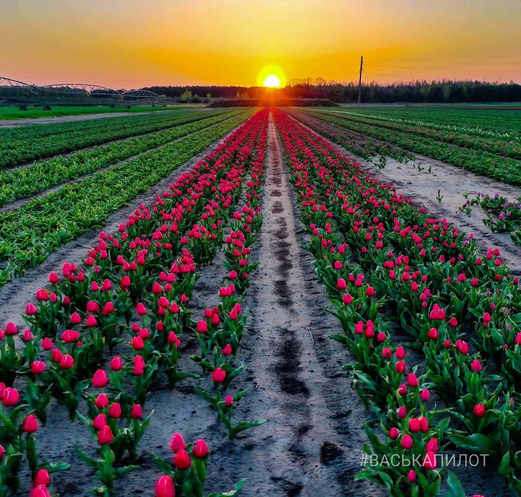 Столица белорусских тюльпанов — Тышковичи (Брестская область, Ивановский район)