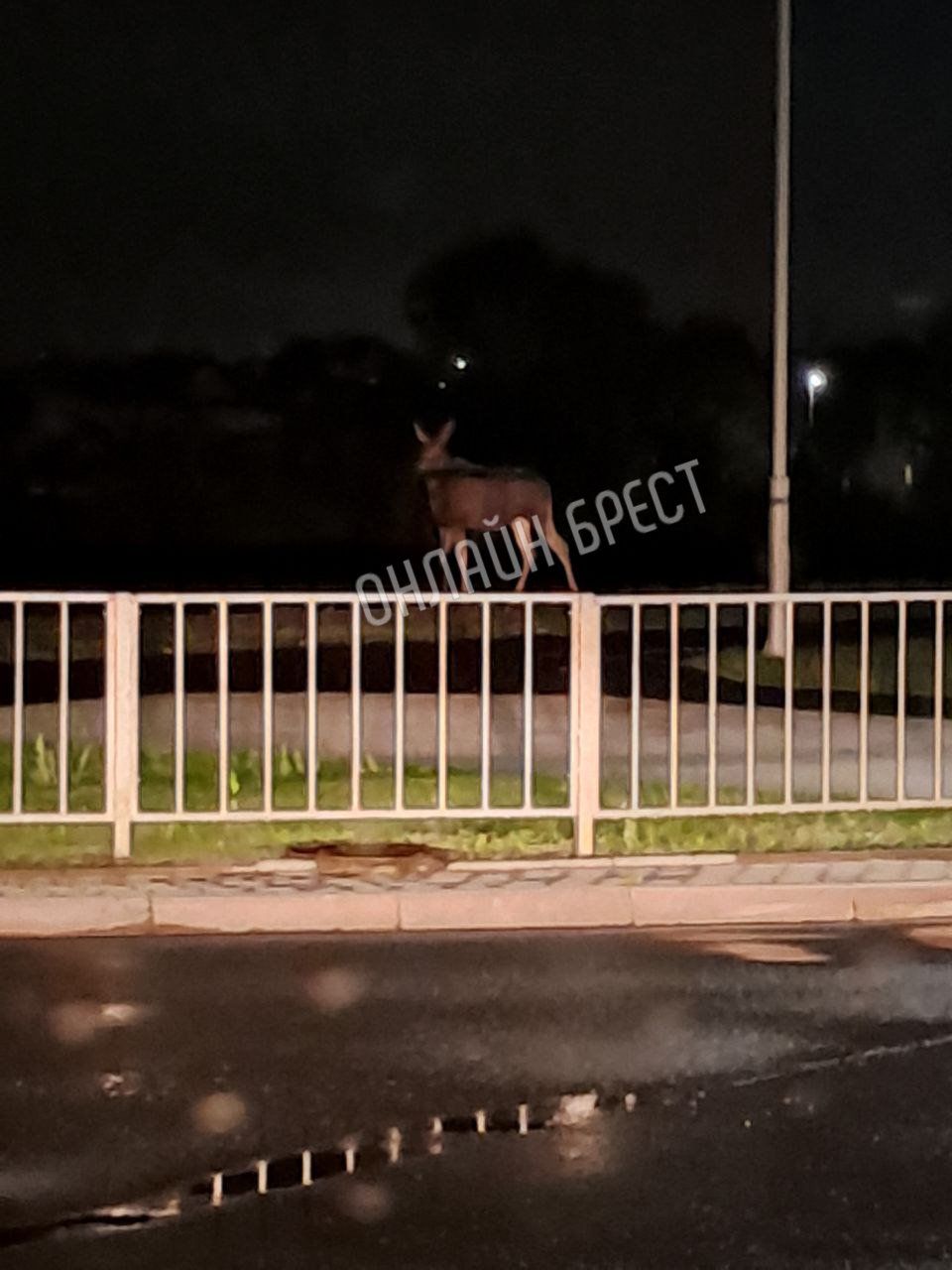 Читатель: В Бресте по улице Мытной гулял лось