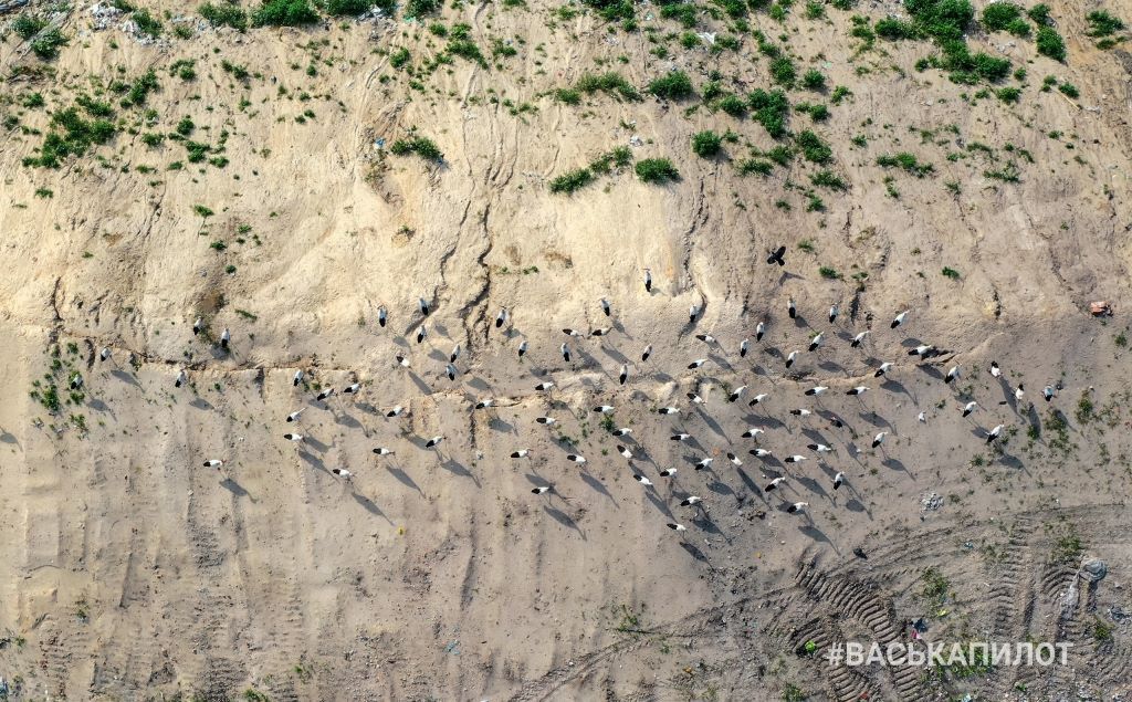 Свалка мусора и аисты. Полигон рядом с Пинском