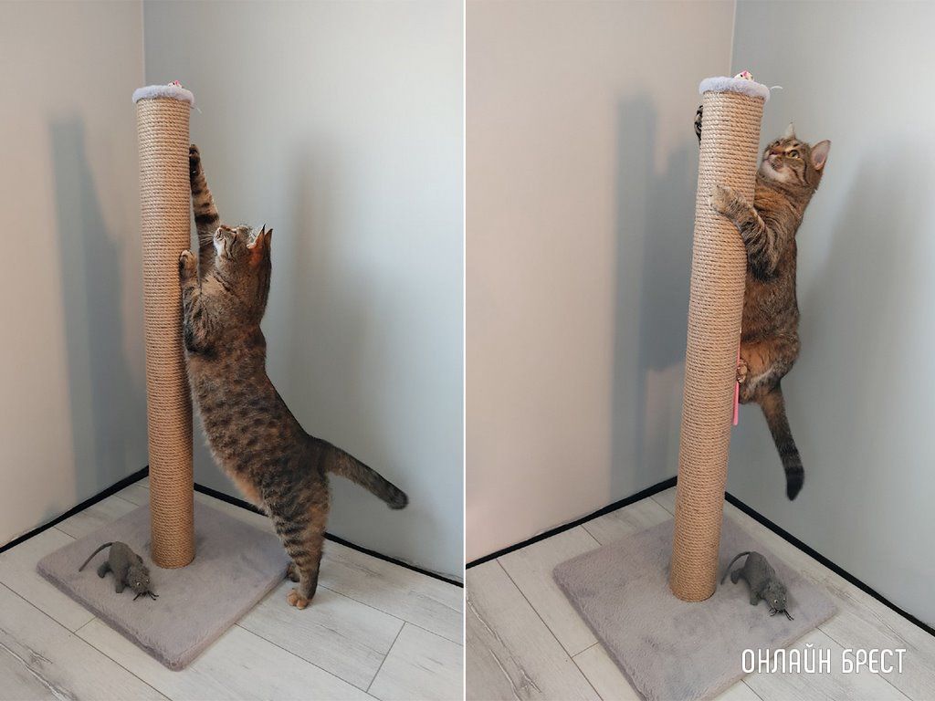 Читатели делятся фотографиями своих любимцев