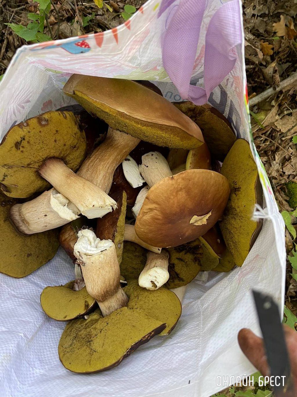 Брестчанин: Сходил в Бельгии в лес за грибами и вот что получилось :)