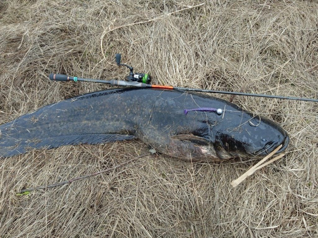 Белорус выловил на Березине гигантского сома