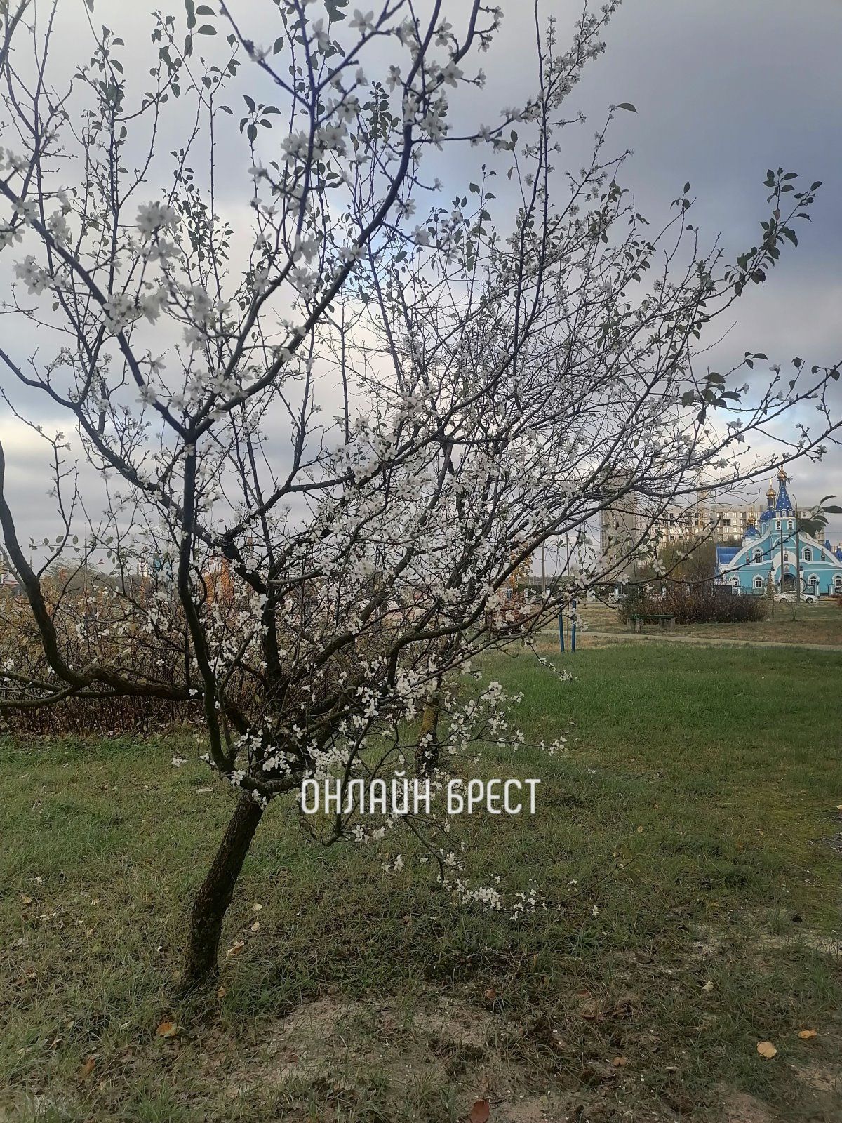 Читательница: Природа запуталась. Фото сделано сегодня. Брест, м-н Ковалево