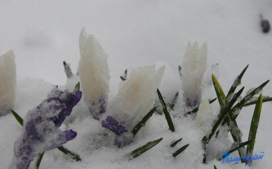 Вот такая весна. В Барановичах выпал снег