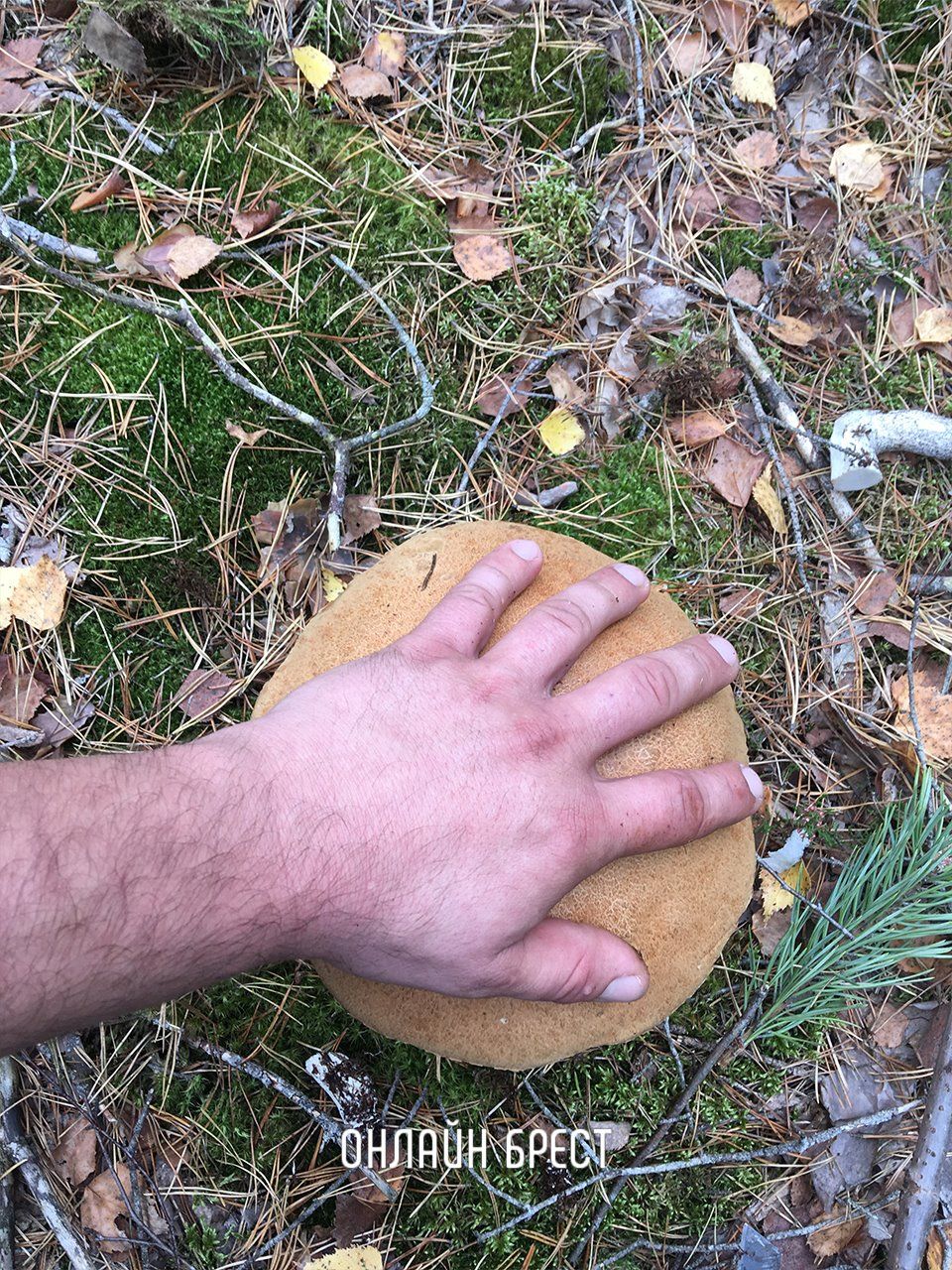 Наши читатели поделились с нами удивительным уловом грибов