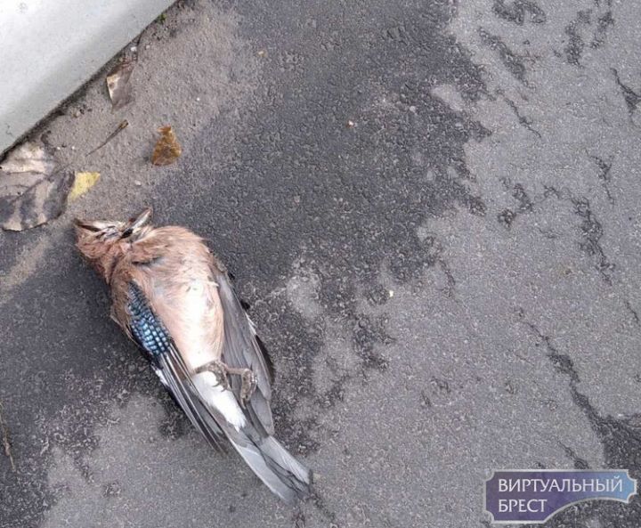 Периодически вижу мертвых птичек на путепроводе с Речицы (новый путепровод Западного обхода)