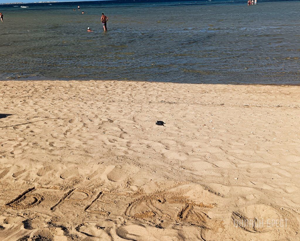 Читатель: Привет Бресту из Хургады