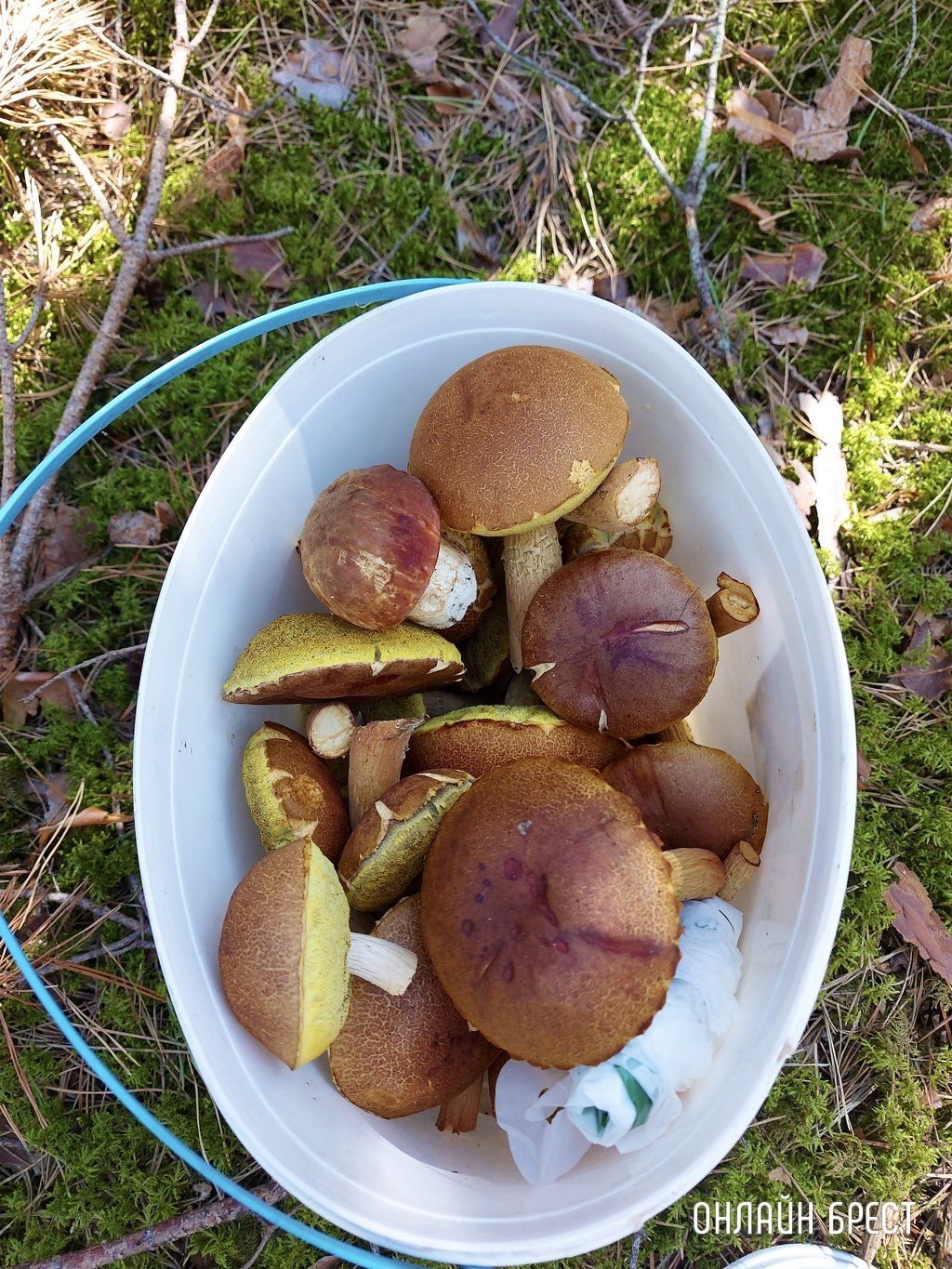 Читатель: Лесная благодать на Брестчине: природа, тишина, грибы, ягоды и чистый воздух