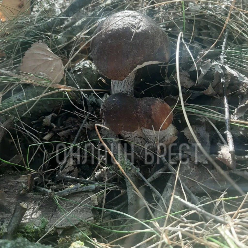 Читатель: Вот так сходили мы по грибы. Кобринский и Жабинковский район