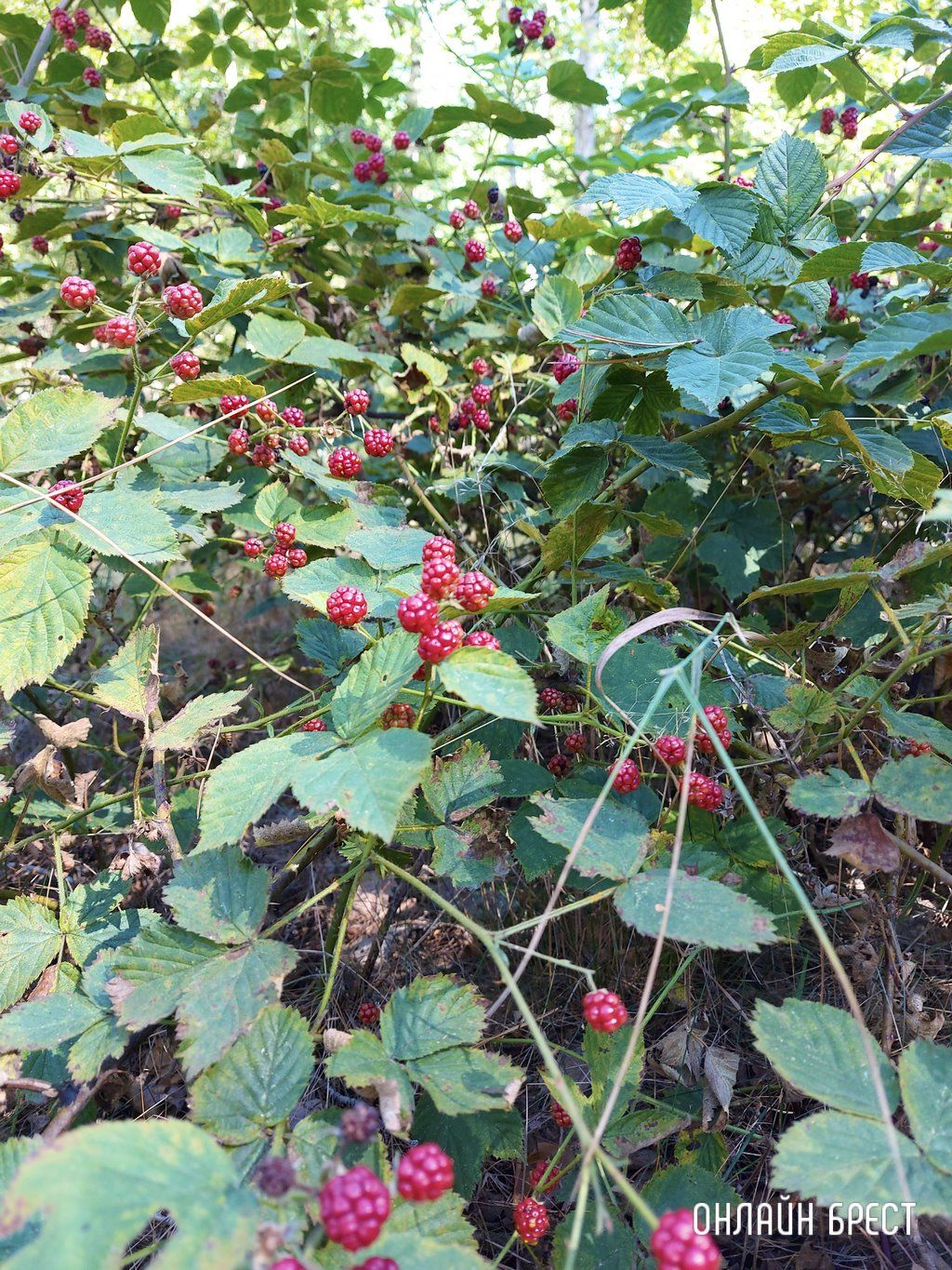 Читатель: Лесная благодать на Брестчине: природа, тишина, грибы, ягоды и чистый воздух