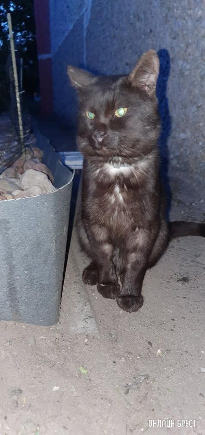 Читательница: Месяц назад подбросили под окна кота с ошейником, с него текли слюни, он не мог есть нормально, занесла его в клинику...