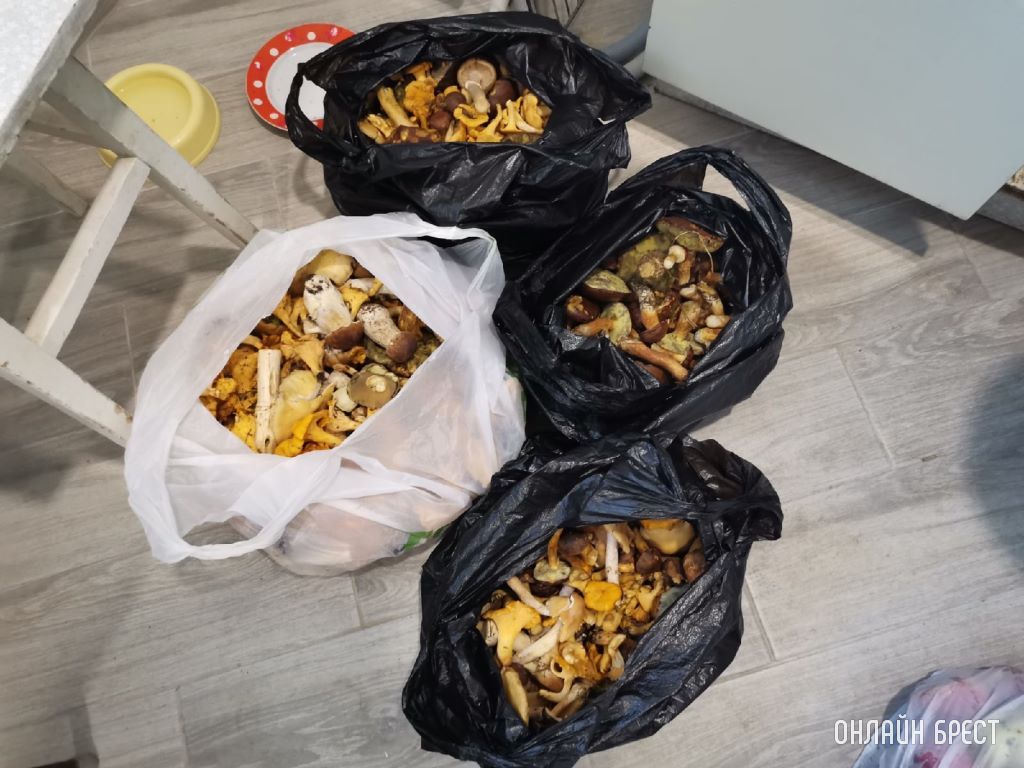 Грибной «улов» наших читателей