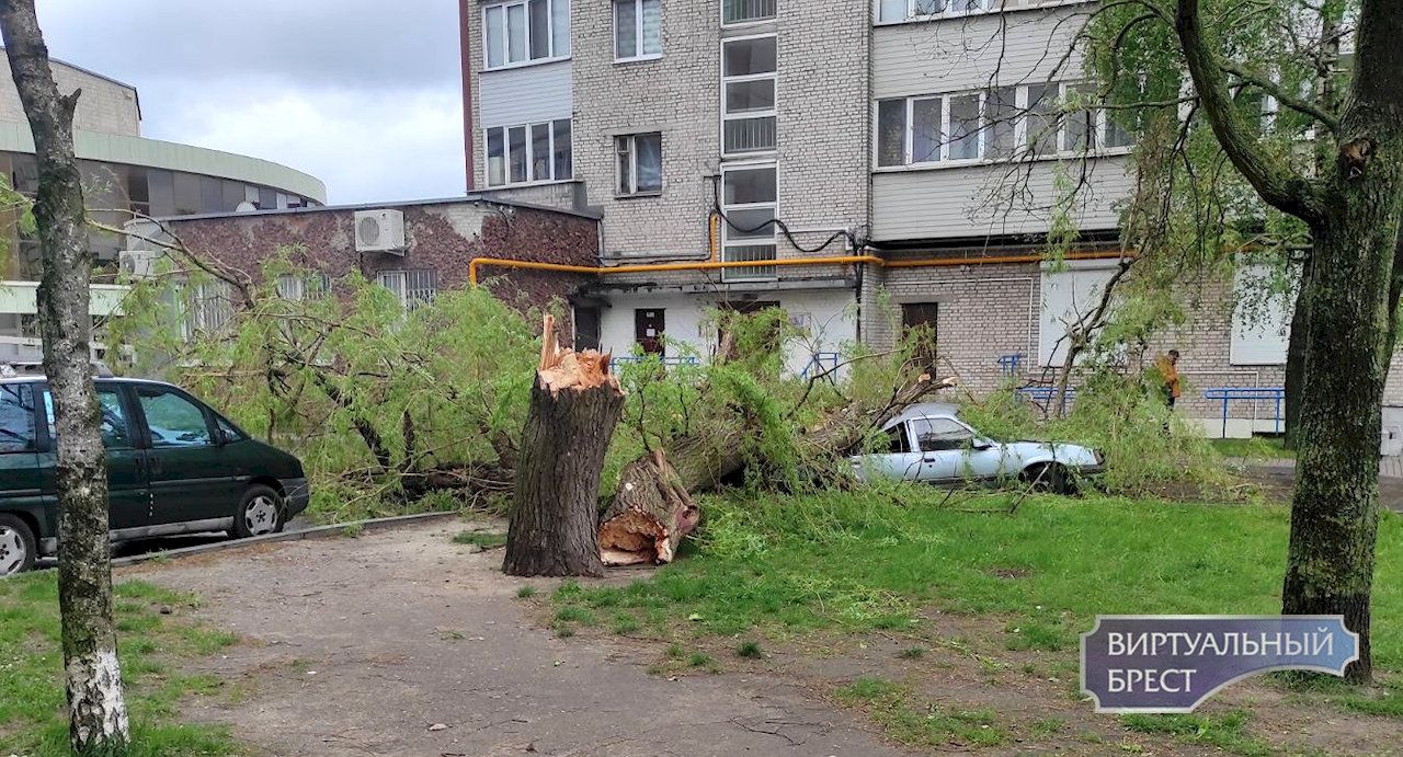 Кому-то не повезло. В центре Бреста дерево упало на автомобиль