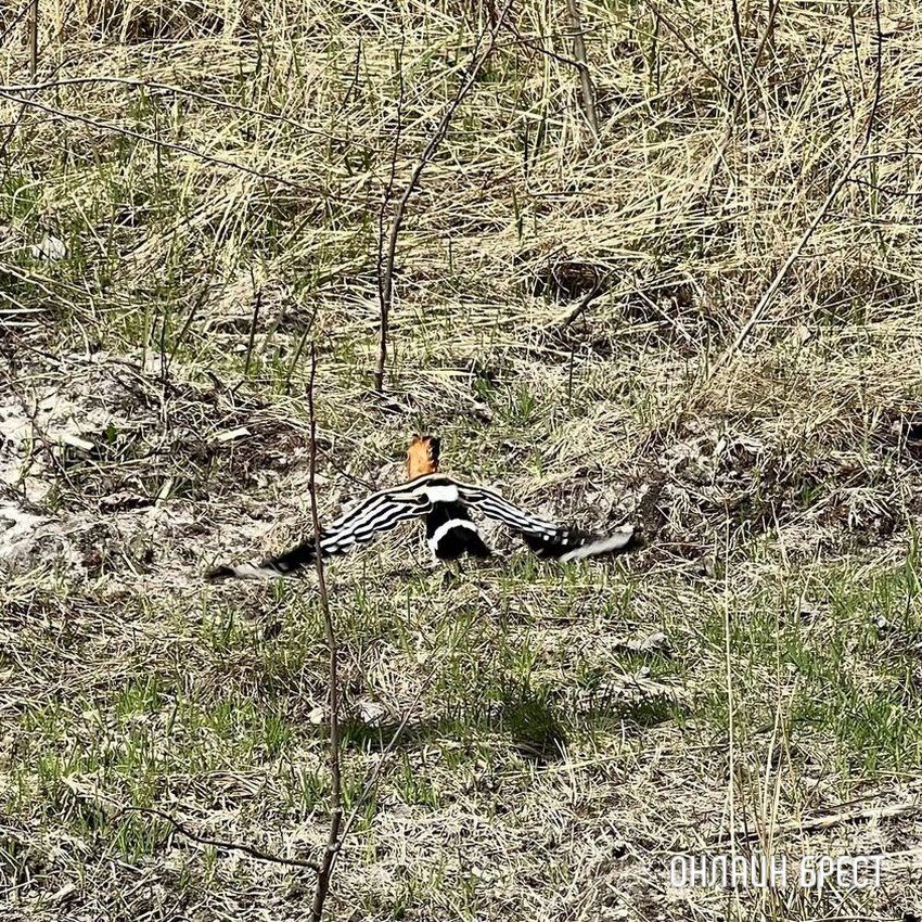 Читатель: Красивая птица. Увидели Удода на Брестчине